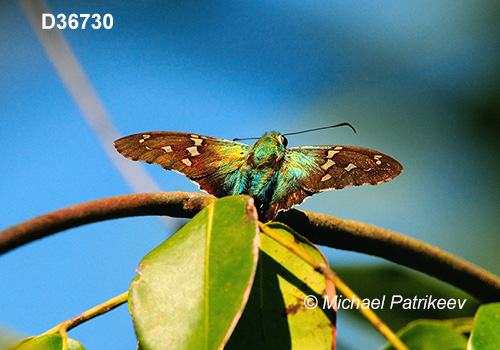 Emerald Longtail (Urbanus esmeraldus)